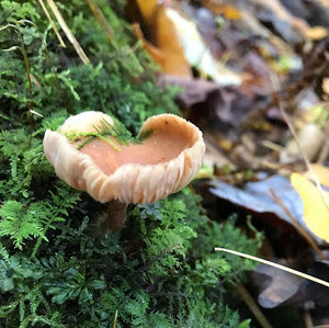 Meet your Posher, Olivia